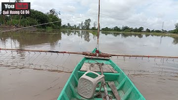 #27 đẩy côn mùa nước nổi trúng cá lóc khủng bội thu anh em ơi 🐟🐟🐟🐟👍👍