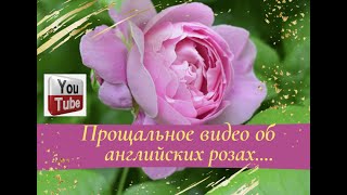 видео: Прощальное видео об английских розах... картинка: Прощальное видео об английских розах...