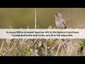 White-crowned Sparrow Rescue