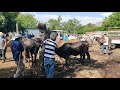 Vacas  Paridas en San Miguel El Salvador On