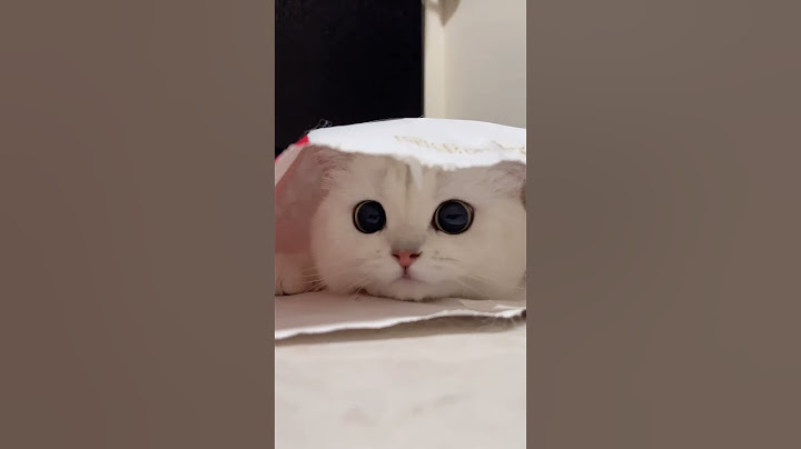 Whose Cat Loves to Hide in Bags?😻#shorts #BritishShorthair #cat #catvideos #cute