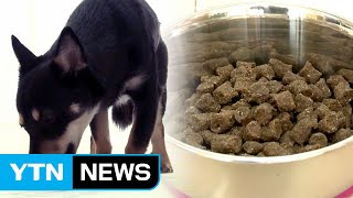 곤충 단백질 사료로 '반려견 알레르기' 잡는다! / YTN screenshot 5