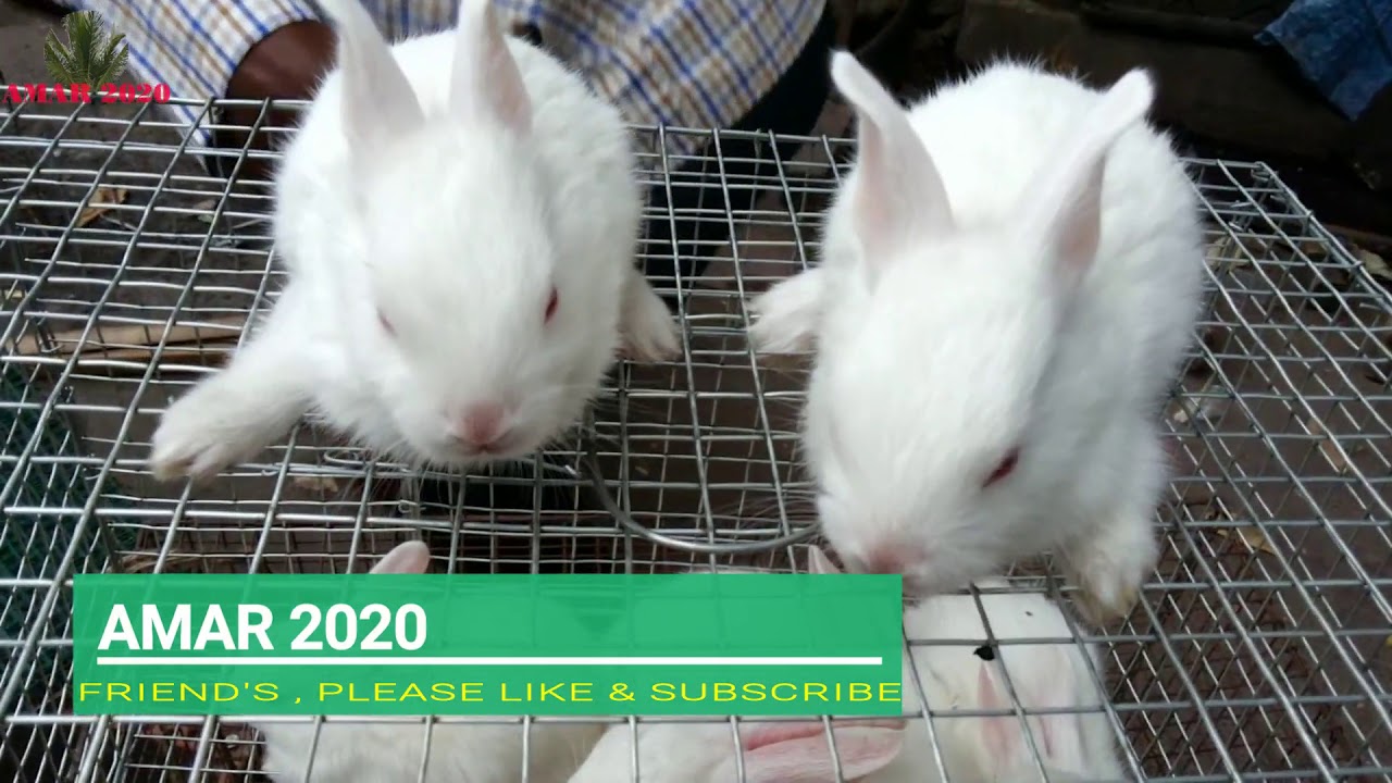 pet shop rabbit price