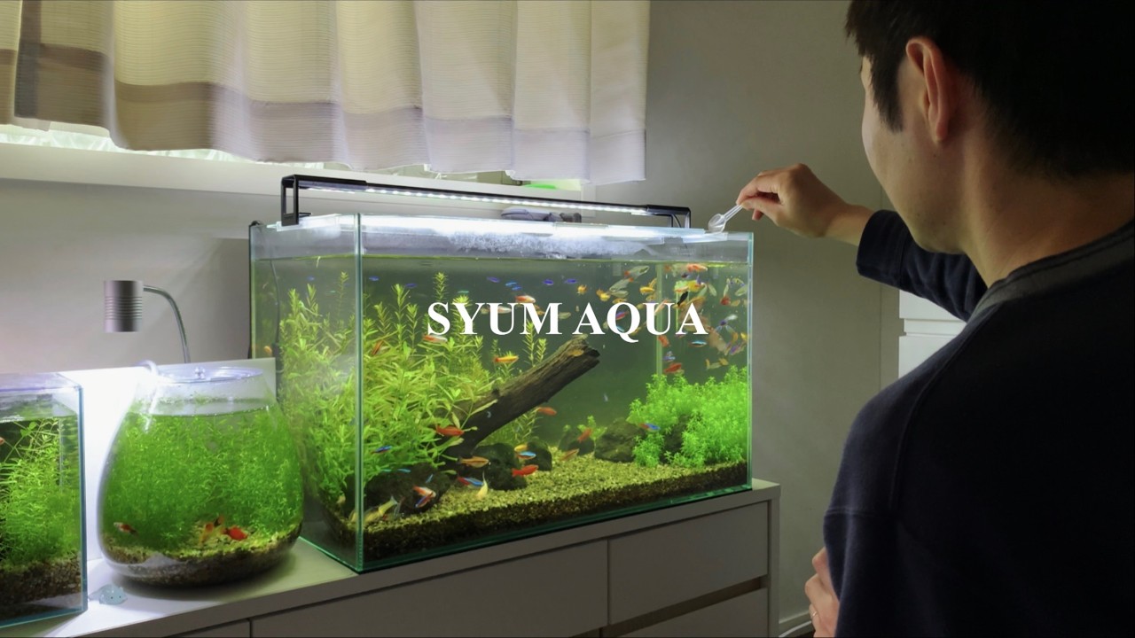 水槽 Y fish Man New Fish | Adding the 142nd fish to a no-filter 60cm tank | Green