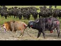 Buffalo Herd Too Angry Destroy Strongest Lion in African To Save Newborn Buffalo - Lion vs Warthog