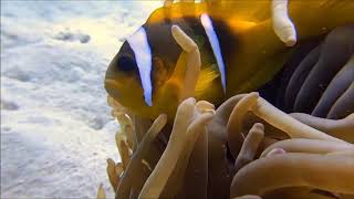 Genesis - Home By The Sea (Makadi Bay Diving Video) (Full HD) * New Videos Famous Hits *