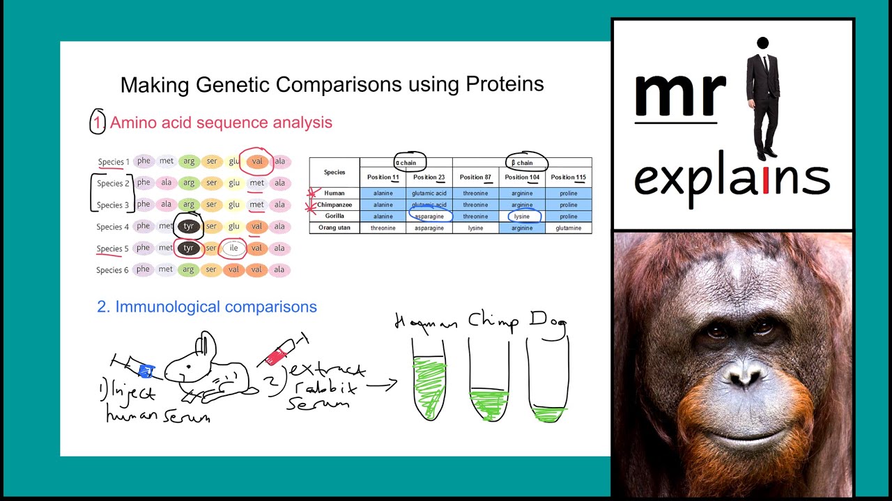 Mr I Explains: Making Genetic Comparisons Using Proteins
