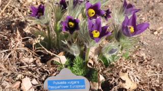 Pasque Flower