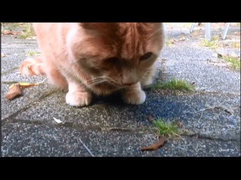 Blind Cat Cheeze Eats Preying Mantis