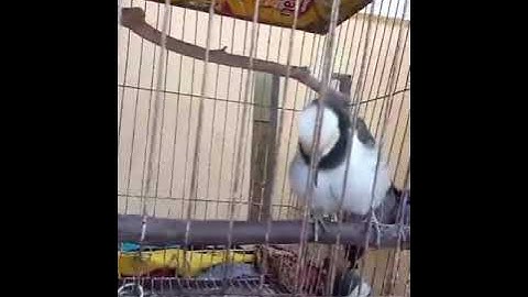 BURUNG JALAK HONGKONG BISA NGOMONG 👍@desu_KBM81