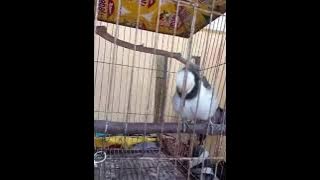 BURUNG JALAK HONGKONG BISA NGOMONG 👍@desu_KBM81