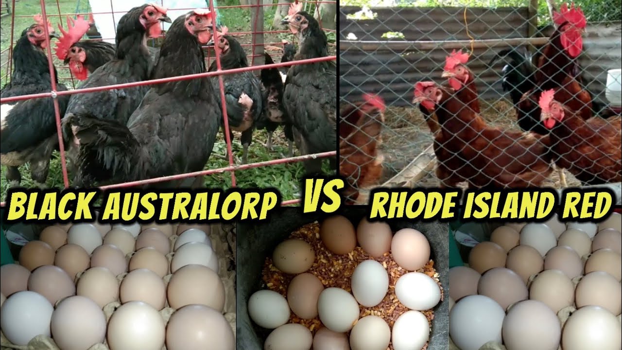 Rhode Island Red vs Black Australorp Sino ang madandang mag bigay ng