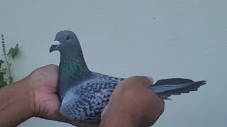 PURE VAN LOON COCK