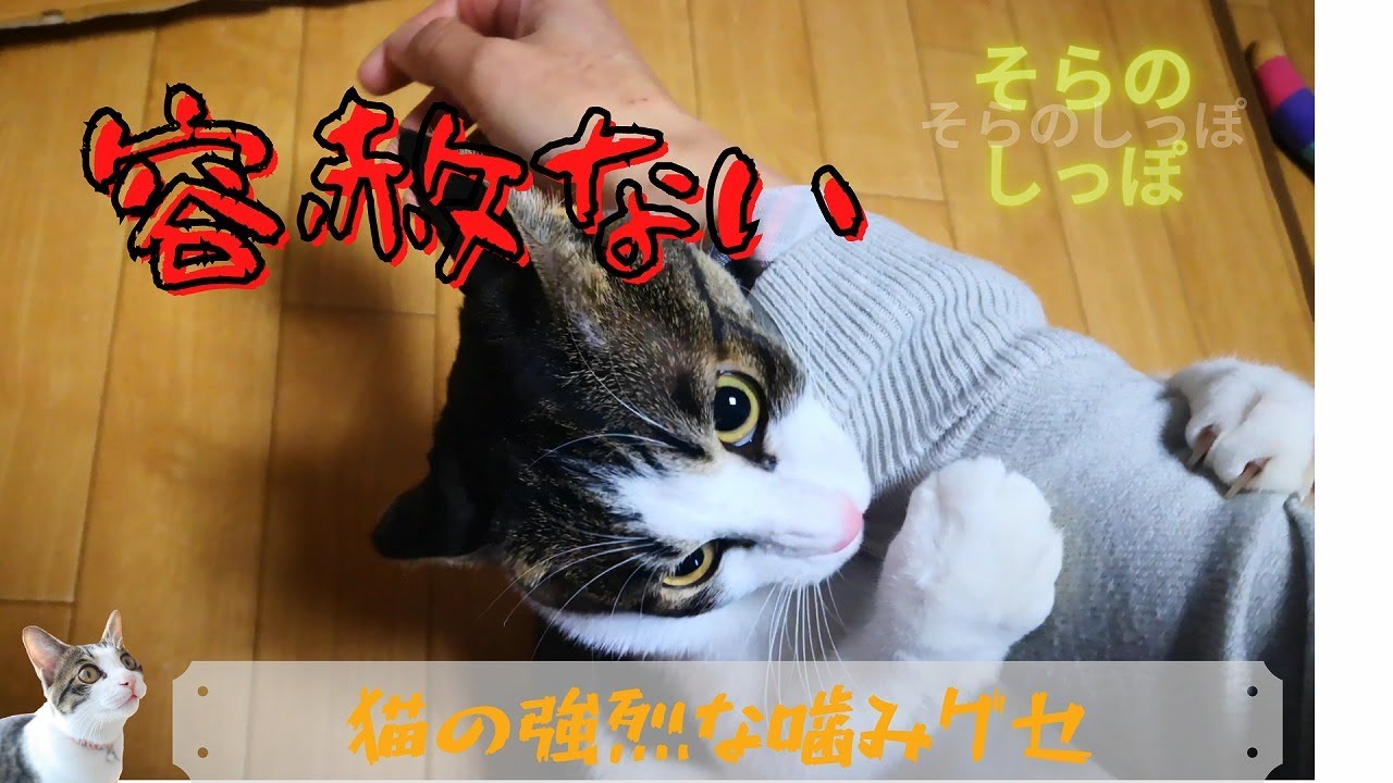 いつまで続くの?愛猫3歳の「噛み癖」がおさまらない! そらのしっぽ