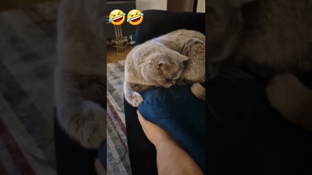 Playing with our Queen 