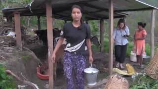 How to milk a cow in rural Nepal.