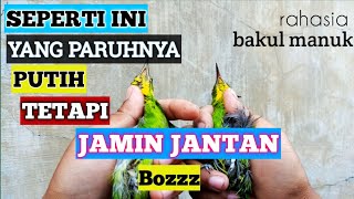 cara membedakan cucak ijo jantan dan betina 2