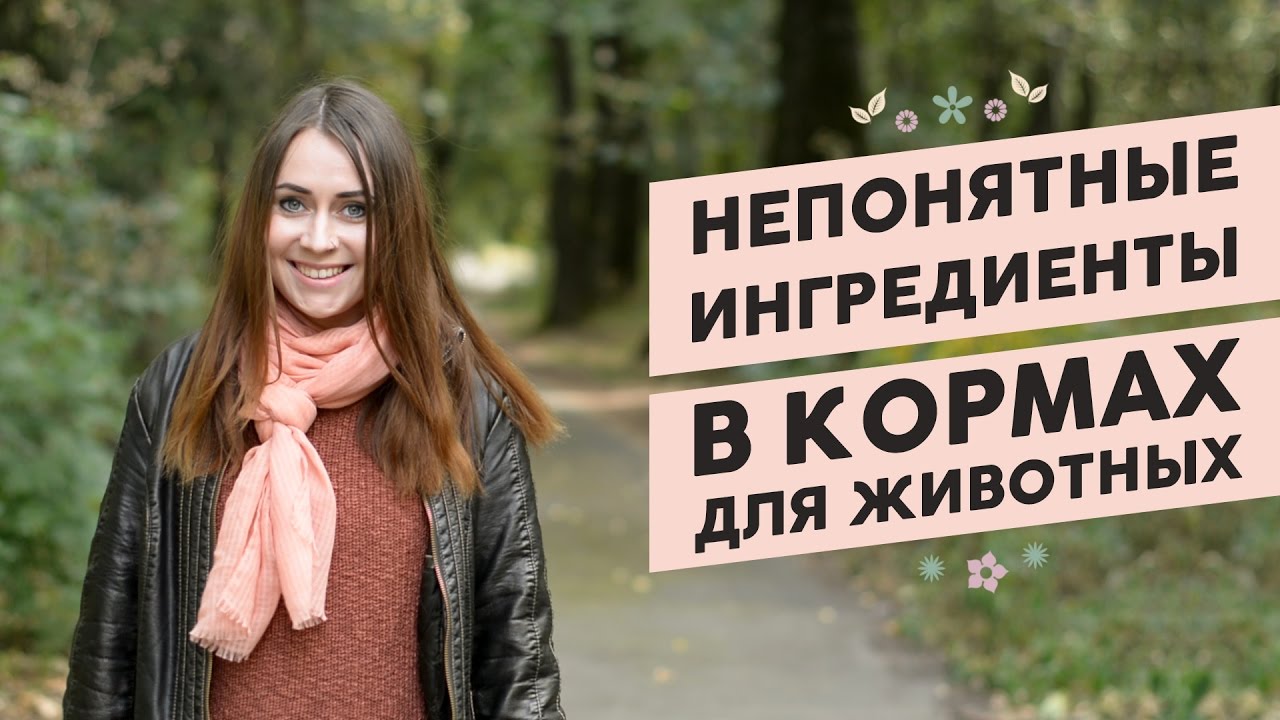 Разбираемся с непонятными ингредиентами в составе сухих кормов