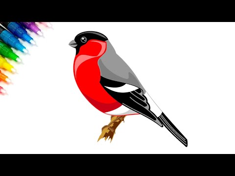 Video: How To Draw A Bullfinch