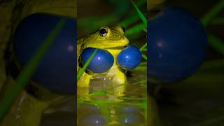 The Unbelievable Sounds of Indian Bullfrogs
