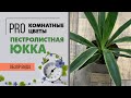 Юкка пестролистная - необычный сорт юкки, который мне нравится