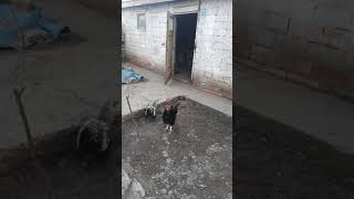 Houdan Horoz Ötüşü - Kümesin Efesi