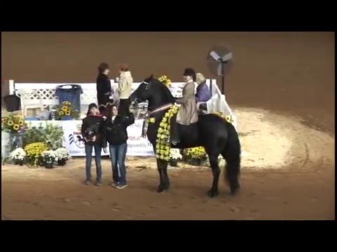 Sjoerd 2011 IFSHA Friesian World Champion WT Junior To Ride