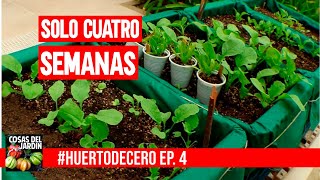 INCREIBLE RESULTADO EN SOLO 4 SEMANAS    #HUERTODECERO EP. 4  HUERTO URBANO