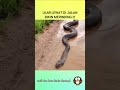 Mau Wisata Malah di Hadang Ular Gede #shortvideo #short #anaconda #snake #sucurigigante #giantsnake