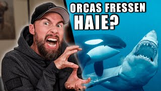 ORCAS fressen WEIßE HAIE? - Warum Orcas Killerwale sind! | Robert Marc Lehmann