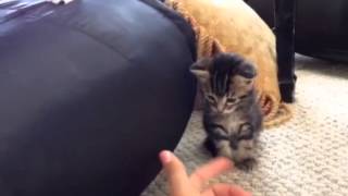 Lisa Cimorelli playing with their kittens