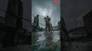 The Cry Of A Puppy In The Rain