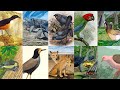 ANIMAIS EXTINTOS PELA HUMANIDADE DE 1300 ATÉ 2018 #6