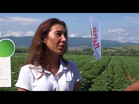 Видео: Как да съхранявате картофи