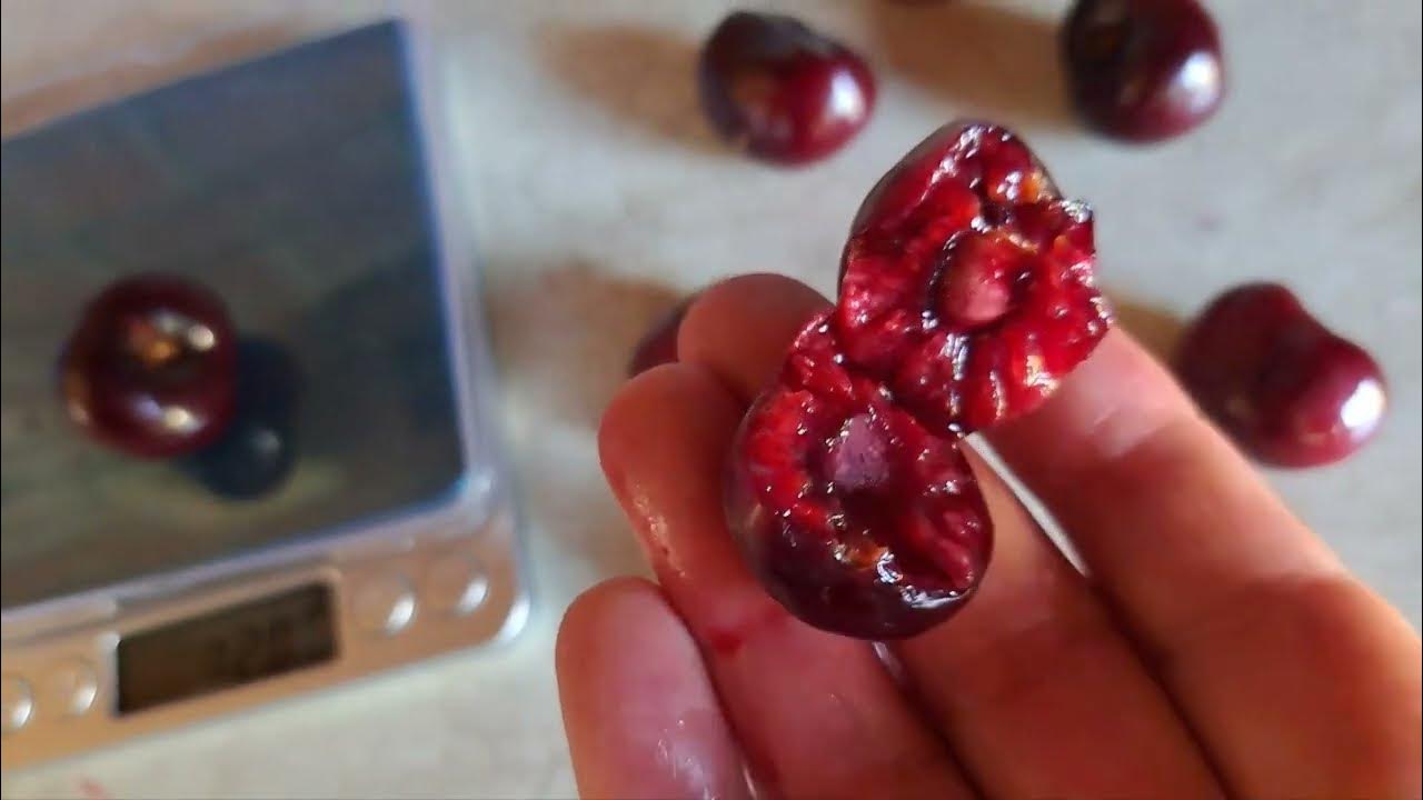 Черешня "Сказка".Обзор. - YouTube