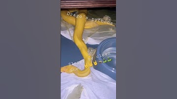Ball Python 🐍 shed #subscribe #livefeeding #python #ballpython #breeding #snake