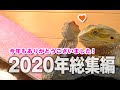 【2020年総集編】今年もありがとうございました！感謝！フトアゴヒゲトカゲ☆おちょこさん Beardeddragon