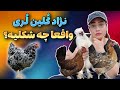 نژاد زیبا و اصیل گلین لری بررسی ویژگی های فیزیکی و رفتارشناسی نژاد کمیاب و احیا شده لری 