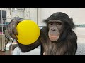 Бонобо (шимпанзе) Боня и прямой эфир от 06.04.2021