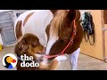 Horse runs to greet her favorite dog every morning  the dodo odd couples
