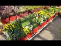 Welcome to Our terrace garden overview for December (Shevanti / petunia/ dianthus/ zendu / marigold)