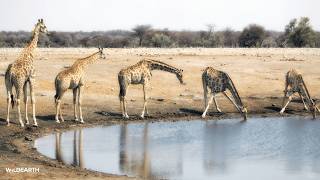LIVE at the waterhole - 15 July 2026