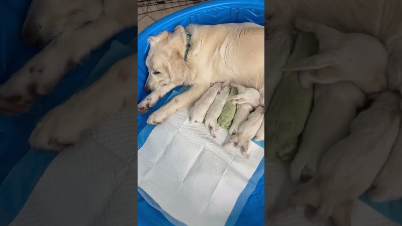 Golden Retriever Puppy Born With Green Fur
