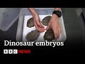 Inside Portugal&#39;s dinosaur embryo discovery - BBC News