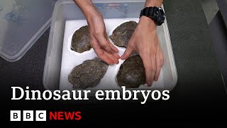 Inside Portugal's dinosaur embryo discovery - BBC News screenshot 5