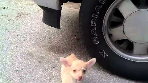 T-Mobile G2 Video Quality Test (PhoneOwnage)