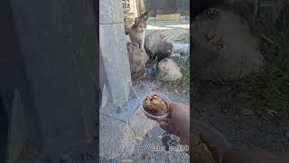 Nazlı Kız लल Şfet