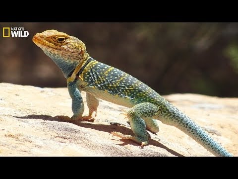 Video: Chembe Ya Mwamba Ya Kiafrika - Chunusi Sebae Reptile Breed Hypoallergenic, Health And Life Span
