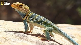 National Geographic Wild - Wild life of the reptiles lizards - BBC