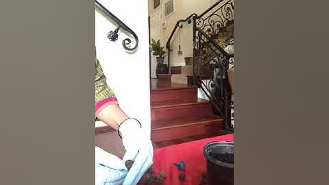 Rudraksha beads original or fake identification